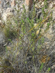 Carpacoce