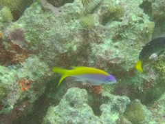 Mirolabrichthys evansi