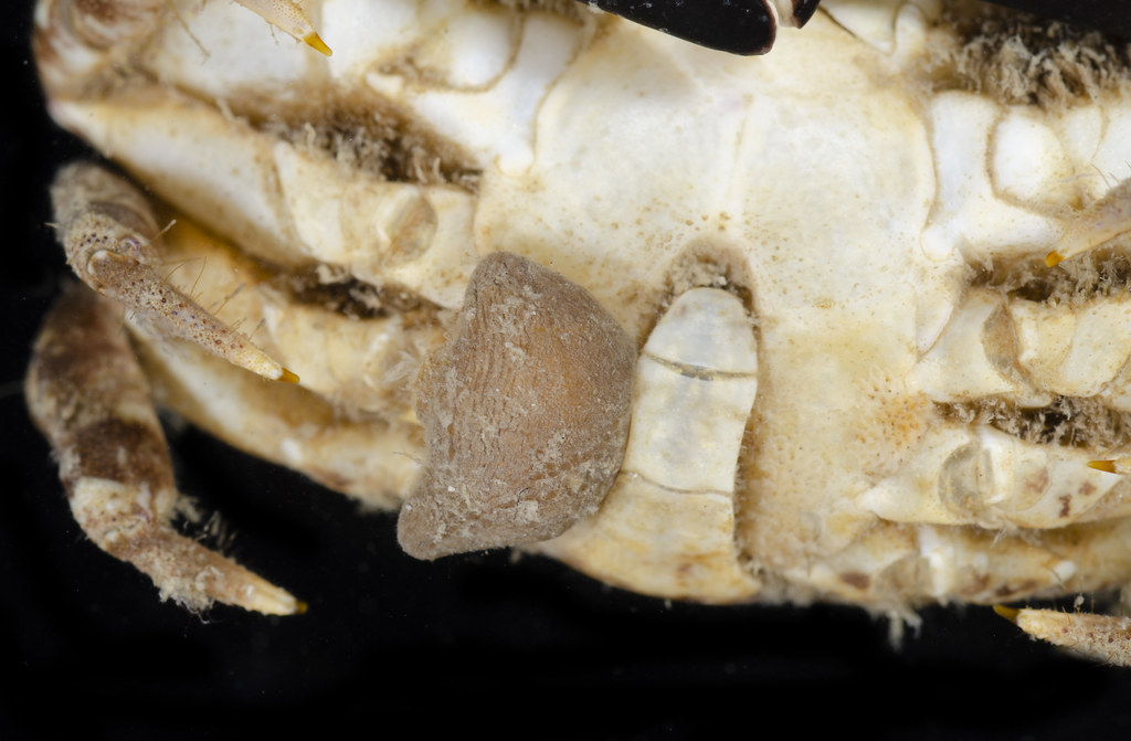 Polyascidae
