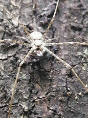 Neotama mexicana