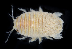 Sphaeroma walkeri