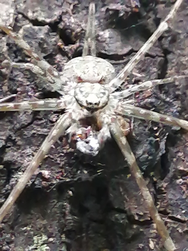 Mexican Two-tailed Spider