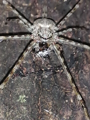 Neotama mexicana