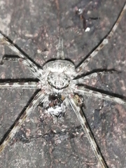 Neotama mexicana