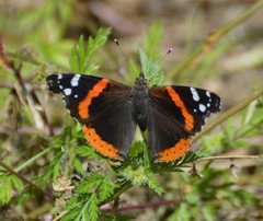 Vanessa atalanta