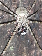 Neotama mexicana