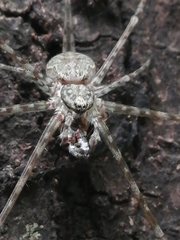 Neotama mexicana