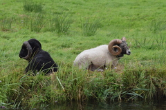 Ovis aries