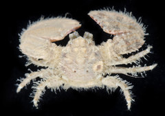 Enosteoides ornatus