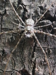 Neotama mexicana