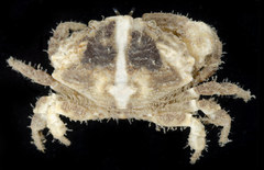 Leptodius