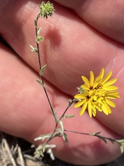 Lessingia pectinata pectinata