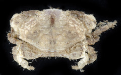 Leptodius
