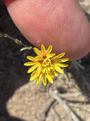 Lessingia pectinata pectinata
