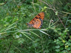 Acraea terpsicore