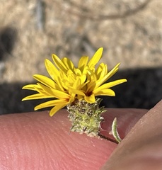 Lessingia pectinata pectinata