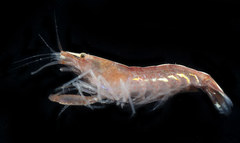 Athanas parvus