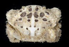 Leptodius