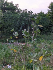 Calotropis