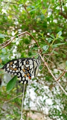Papilio demoleus