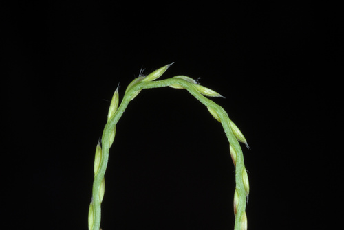 Axonopus fissifolius iNat (1)