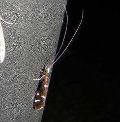 Athripsodes albifrons