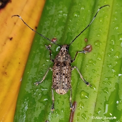 Phloeobius