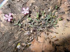 Petrocoptis grandiflora