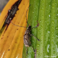 Phloeobius
