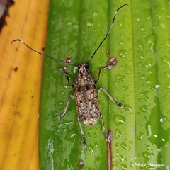 Phloeobius