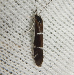 Athripsodes albifrons