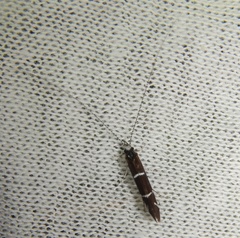 Athripsodes albifrons