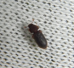 Synchita