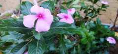 Catharanthus roseus
