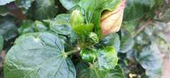 Hibiscus rosa-sinensis
