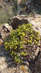 Ivesia arizonica arizonica