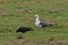 Larus fuscus