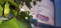 Araneidae