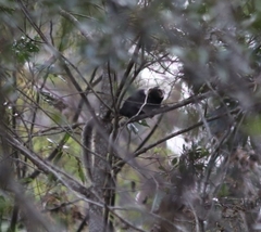 Callithrix aurita
