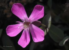 Petrocoptis grandiflora