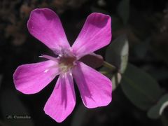 Petrocoptis grandiflora