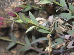Petrocoptis grandiflora