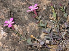 Petrocoptis grandiflora