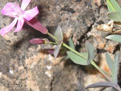 Petrocoptis grandiflora