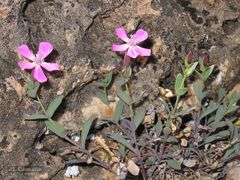 Petrocoptis grandiflora