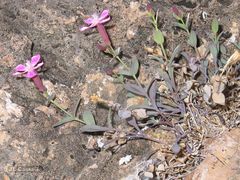 Petrocoptis grandiflora