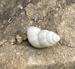 Leonia mamillaris