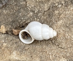 Leonia mamillaris