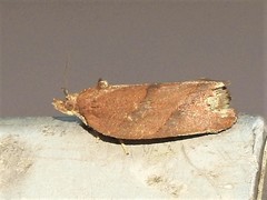 Argyrotaenia juglandana