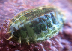 Dendrochiton flectens